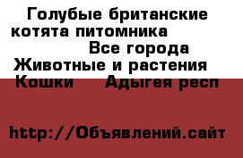 Голубые британские котята питомника Silvery Snow. - Все города Животные и растения » Кошки   . Адыгея респ.